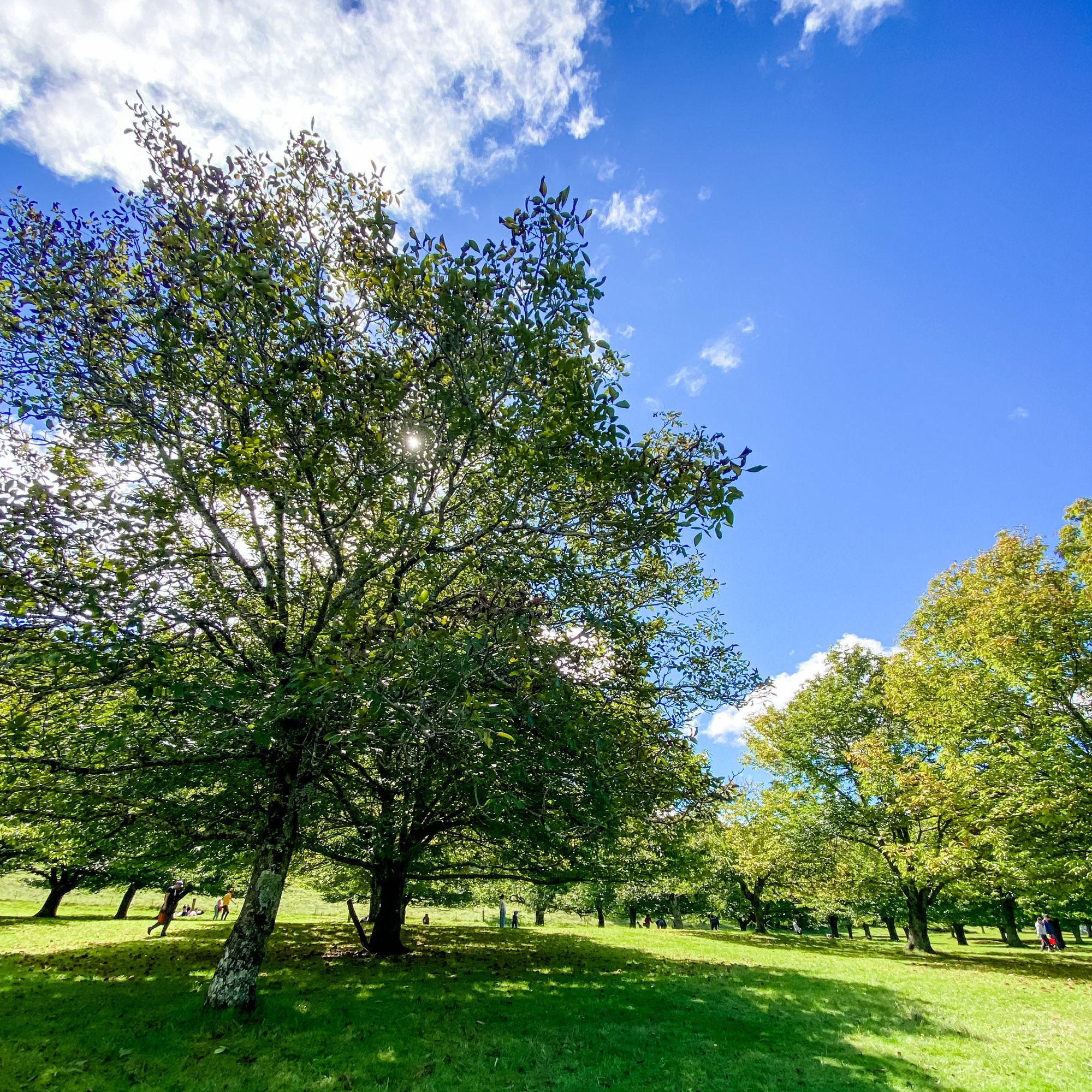 復活節 Road Trip - Kookootonga Chestnut and Walnut Farm