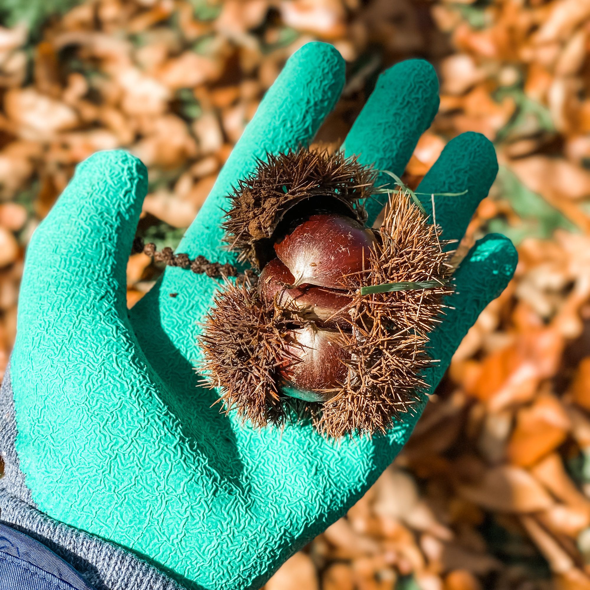 復活節 Road Trip - Kookootonga Chestnut and Walnut Farm