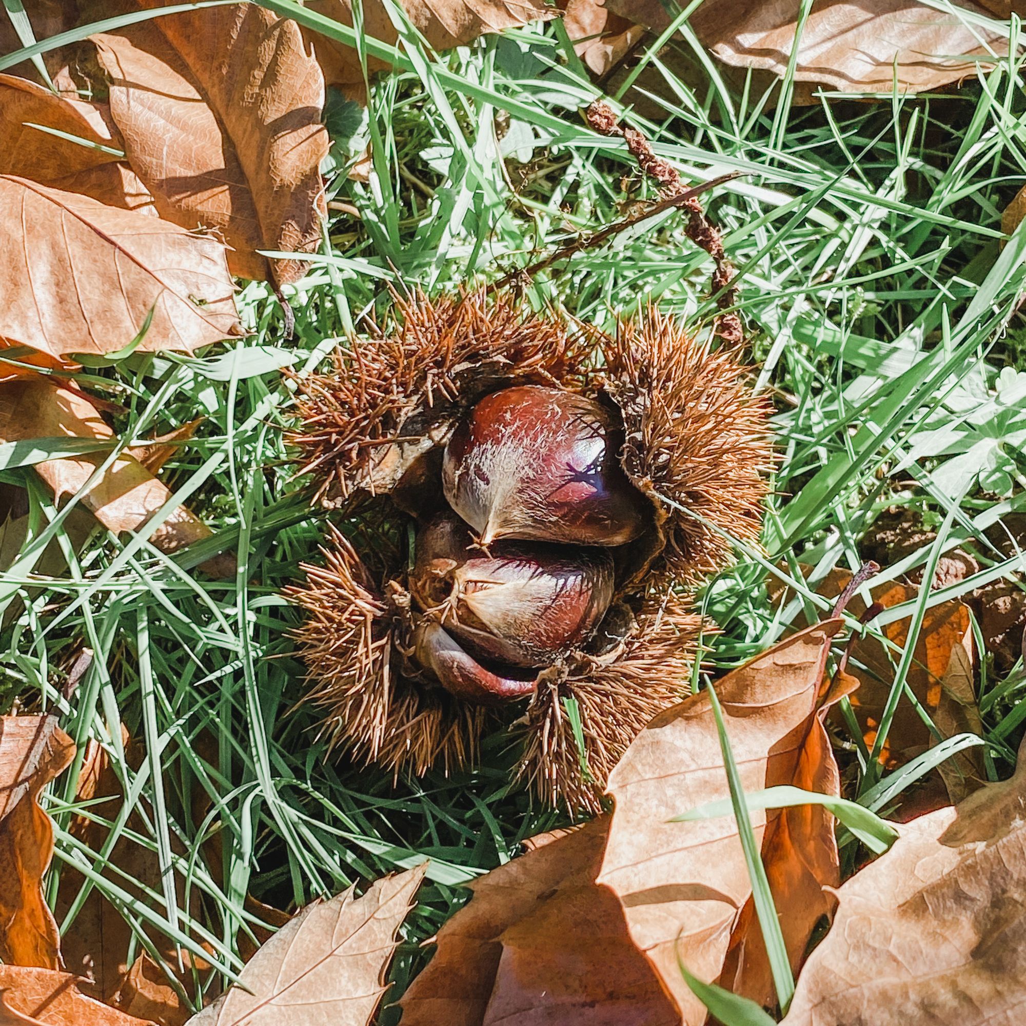 復活節 Road Trip - Kookootonga Chestnut and Walnut Farm